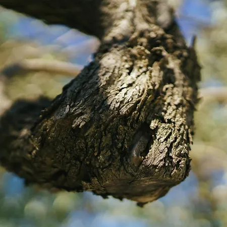 Гостевой дом Archi Bianchi *