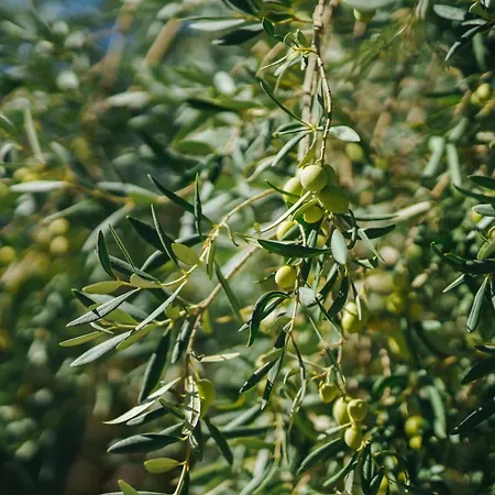 Πανσιόν Archi Bianchi *