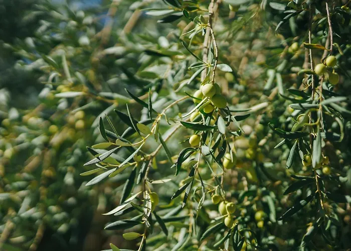 Vendégház Archi Bianchi *