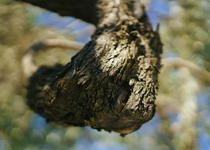 Gæstehus Archi Bianchi *